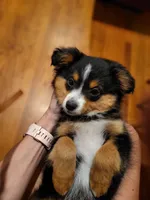 Lily Love, a female Toy Australian Shepherd for sale in San Diego, CA – 7 of 9