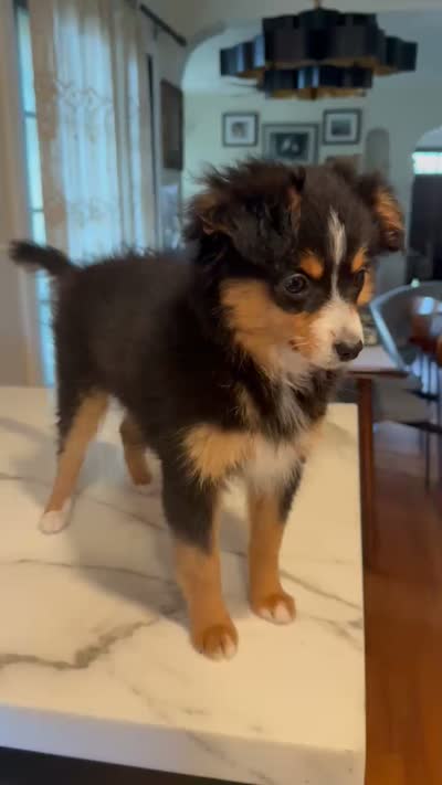 Lily Love, a female Toy Australian Shepherd for sale in San Diego, CA – 8 of 9