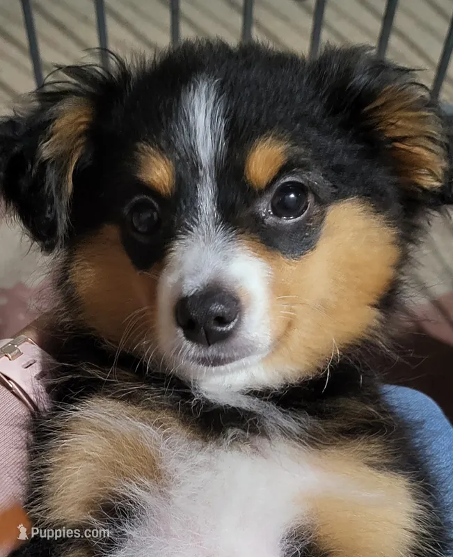 Lily Love – Toy Australian Shepherd puppy for sale in San Diego, CA