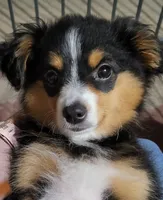 Lily Love, a female Toy Australian Shepherd for sale in San Diego, CA – 1 of 9