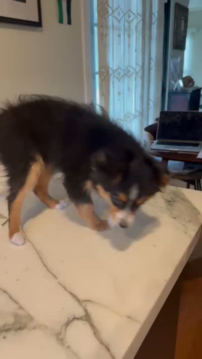 Lily Love, a female Toy Australian Shepherd for sale in San Diego, CA – 9 of 9