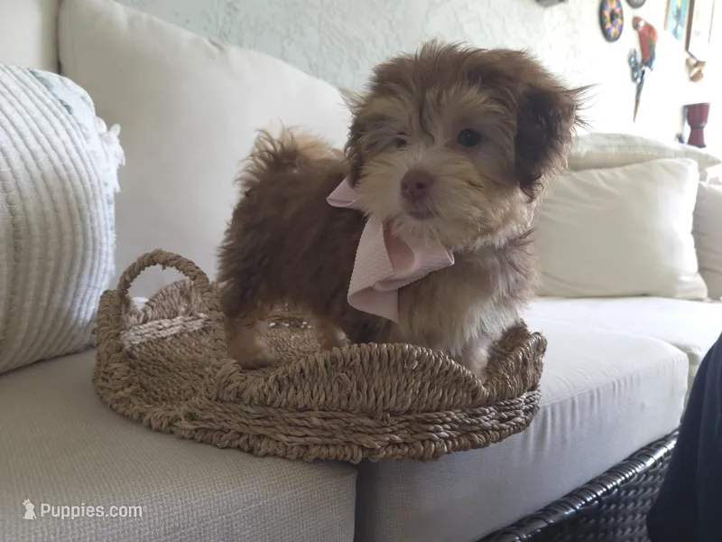 Cherry  – Havanese puppy for sale in West Palm Beach, FL