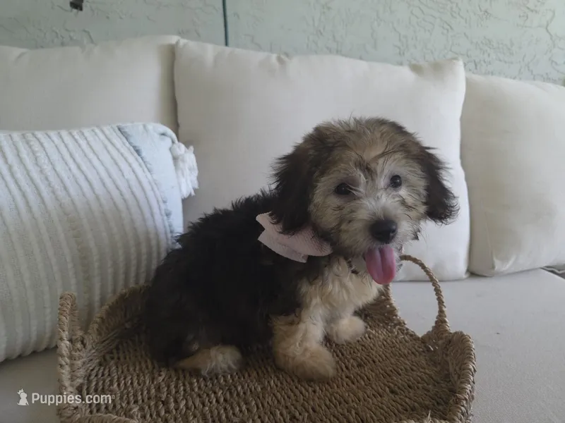 Nina – Havanese puppy for sale in West Palm Beach, FL
