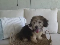 Nina, a female Havanese for sale in West Palm Beach, FL – 2 of 3