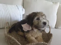 Nina, a female Havanese for sale in West Palm Beach, FL – 3 of 3