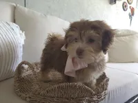 Cherry , a female Havanese for sale in West Palm Beach, FL – 3 of 3
