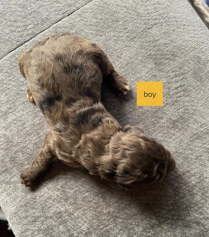 Male 2 – Poodle - Standard  puppy for sale in Villanow, GA