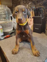 Yellow Collar Female, a female Doberman Pinscher for sale in Villanow, GA – Photo 3 of 4