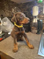 Yellow Collar Female, a female Doberman Pinscher for sale in Villanow, GA – Photo 2 of 4