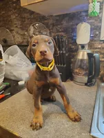 Yellow Collar Female, a female Doberman Pinscher for sale in Villanow, GA – Photo 4 of 4