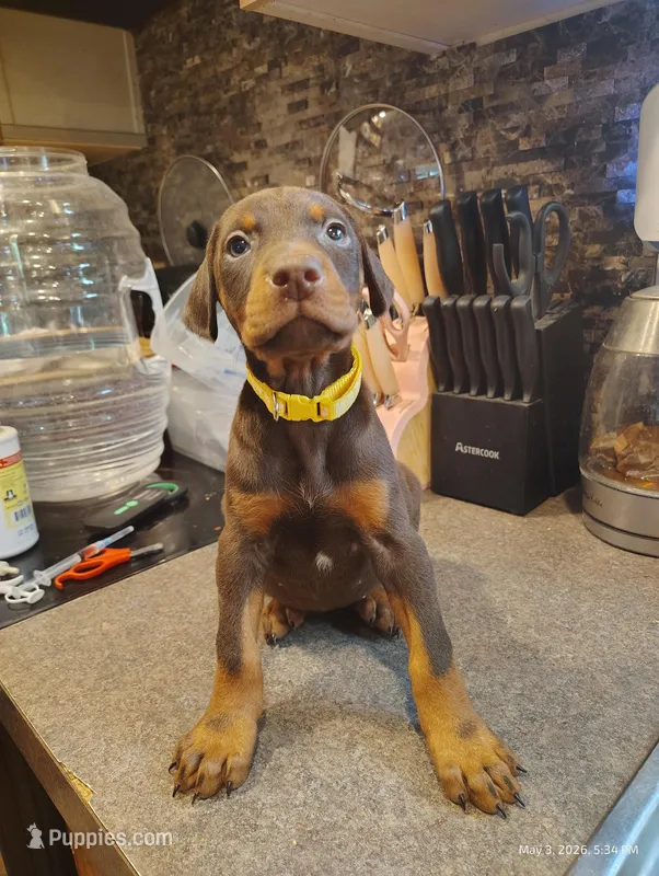 Yellow Collar Female – Doberman Pinscher puppy for sale in Villanow, GA