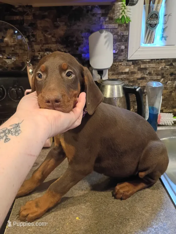 Purple Collar Female  – Doberman Pinscher puppy for sale in Villanow, GA