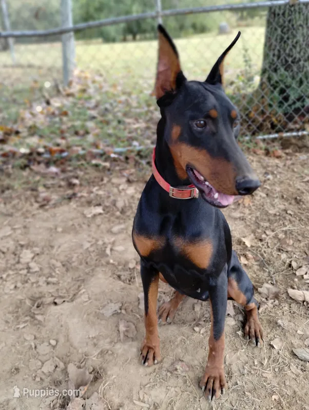 Lilly  – Doberman Pinscher puppy for sale in Villanow, GA