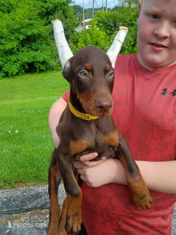 Yellow  – Doberman Pinscher puppy for sale in Villanow, GA