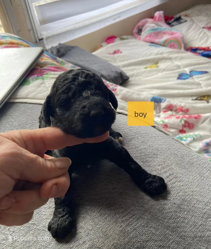 Male 3 – Poodle - Standard  puppy for sale in Villanow, GA