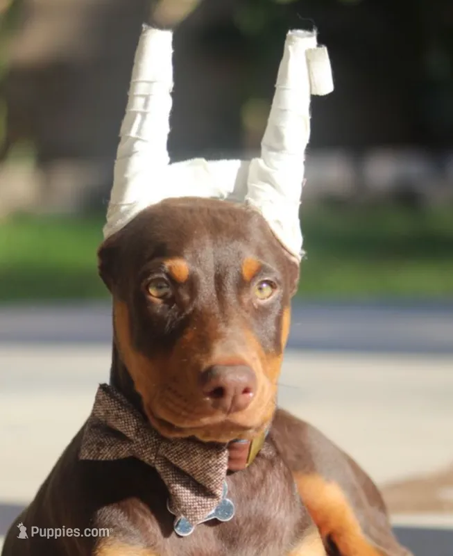 Female cropped ears read full description  – Doberman Pinscher puppy for sale in Villanow, GA