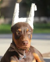 Female cropped ears read full description , a female Doberman Pinscher for sale in Villanow, GA – 1 of 3