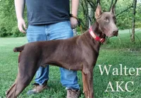 Dozer is ready, a male Doberman Pinscher for sale in Villanow, GA – Photo 3 of 3