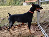Black male 1, a male Doberman Pinscher for sale in Villanow, GA – 3 of 4
