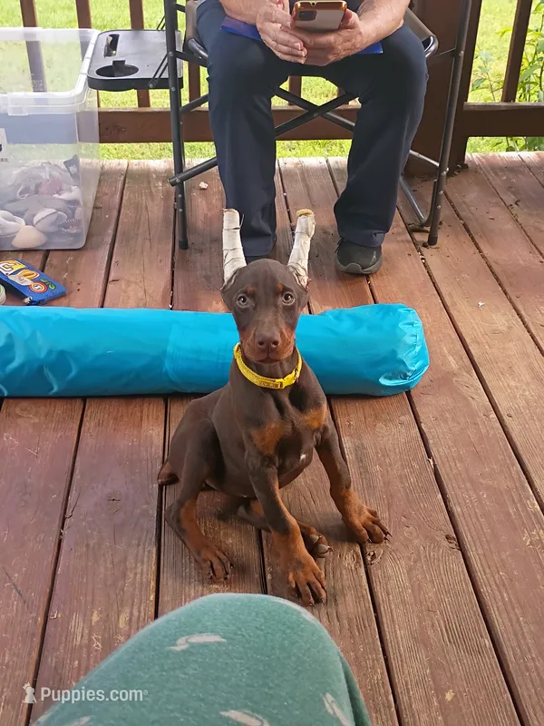 Yellow Collar  – Doberman Pinscher puppy for sale in Villanow, GA