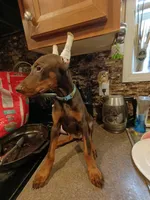 Blue collar, a female Doberman Pinscher for sale in Villanow, GA – 4 of 4
