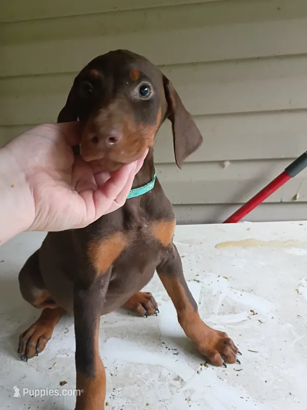 Bluey  – Doberman Pinscher puppy for sale in Villanow, GA