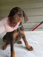 Bluey , a female Doberman Pinscher for sale in Villanow, GA – 1 of 3