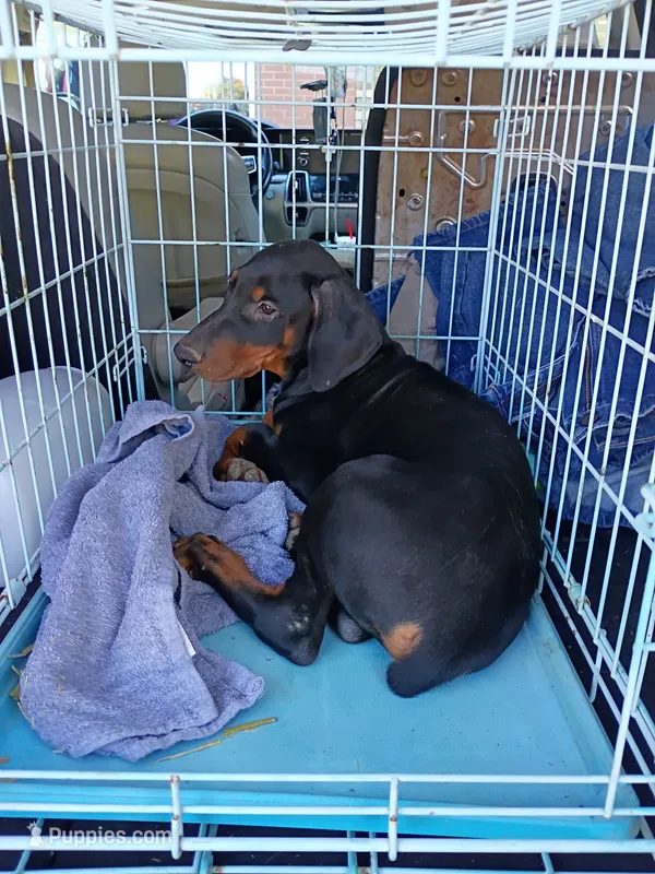 Pongo – Doberman Pinscher puppy for sale in Villanow, GA