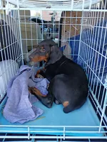 Pongo, a male Doberman Pinscher for sale in Villanow, GA – 1 of 1