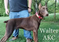 Female cropped ears read full description , a female Doberman Pinscher for sale in Villanow, GA – 2 of 3