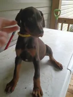 Yellow Collar, a female Doberman Pinscher for sale in Villanow, GA – 2 of 5
