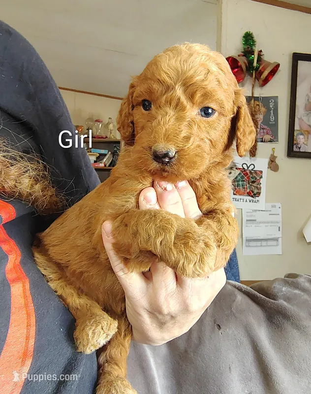 Fem – Poodle - Standard  puppy for sale in Villanow, GA