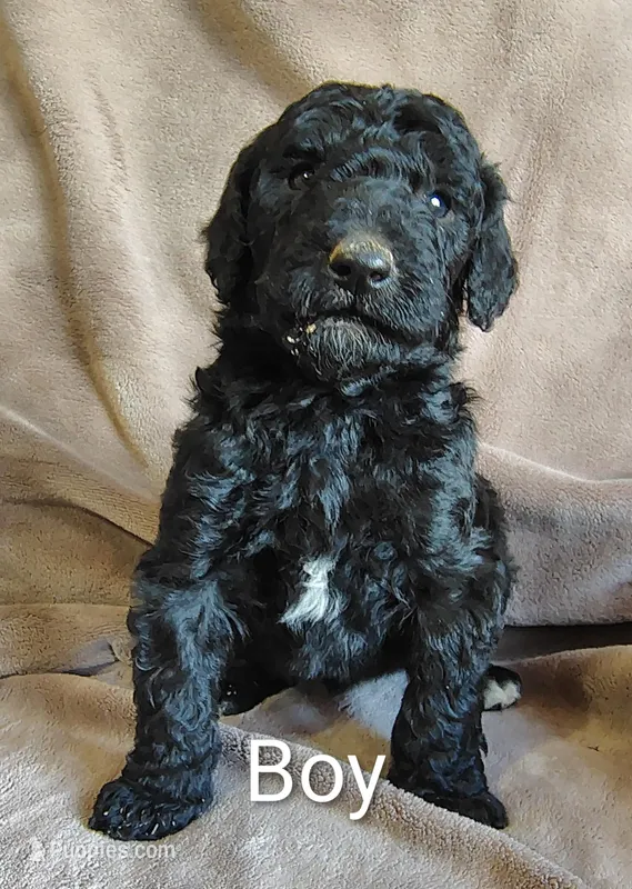 Male 1 – Poodle - Standard  puppy for sale in Villanow, GA
