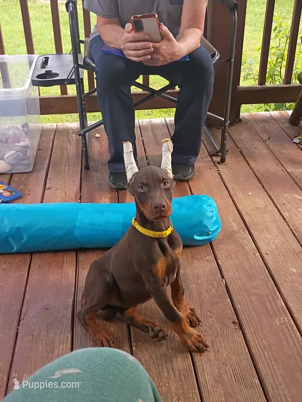 Blue collar – Doberman Pinscher puppy for sale in Villanow, GA