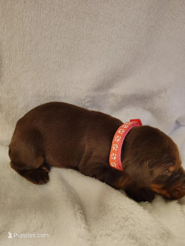 Red Female 2 – Doberman Pinscher puppy for sale in Villanow, GA