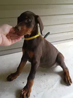 Yellow Collar, a female Doberman Pinscher for sale in Villanow, GA – 1 of 5
