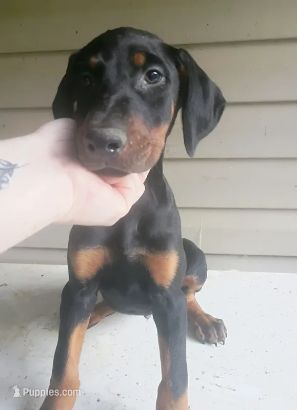 Black Male 1 – Doberman Pinscher puppy for sale in Villanow, GA