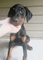 Black Male 1, a male Doberman Pinscher for sale in Villanow, GA – 1 of 1