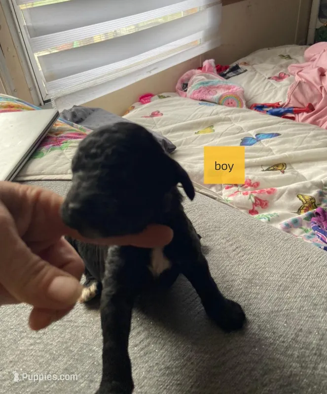 Male 4 – Poodle - Standard  puppy for sale in Villanow, GA