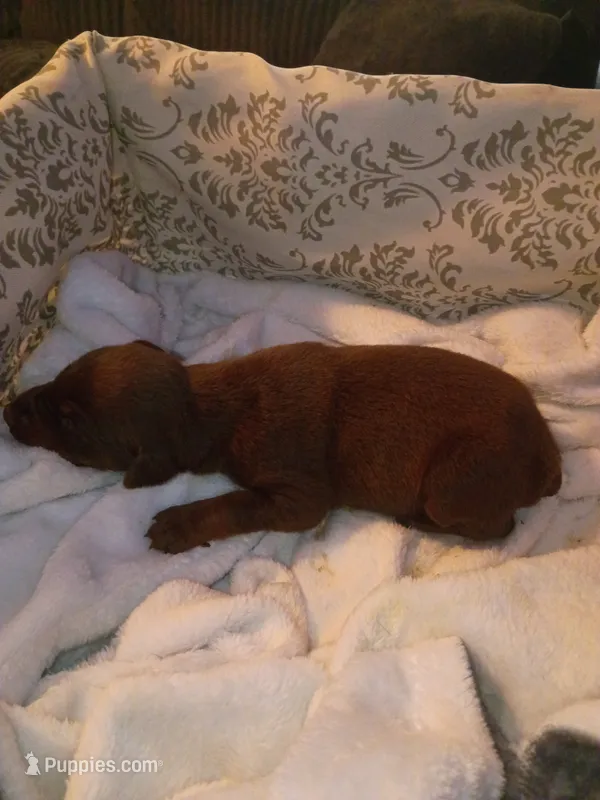 Red male  – Doberman Pinscher puppy for sale in Villanow, GA