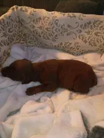 Red male , a male Doberman Pinscher for sale in Villanow, GA – 1 of 1