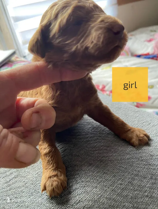 Female 3 – Poodle - Standard  puppy for sale in Villanow, GA