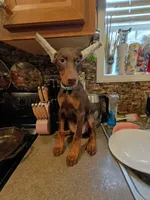 Blue collar, a female Doberman Pinscher for sale in Villanow, GA – 2 of 4