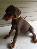 Yellow Collar, a female Doberman Pinscher for sale in Villanow, GA – 3 of 5