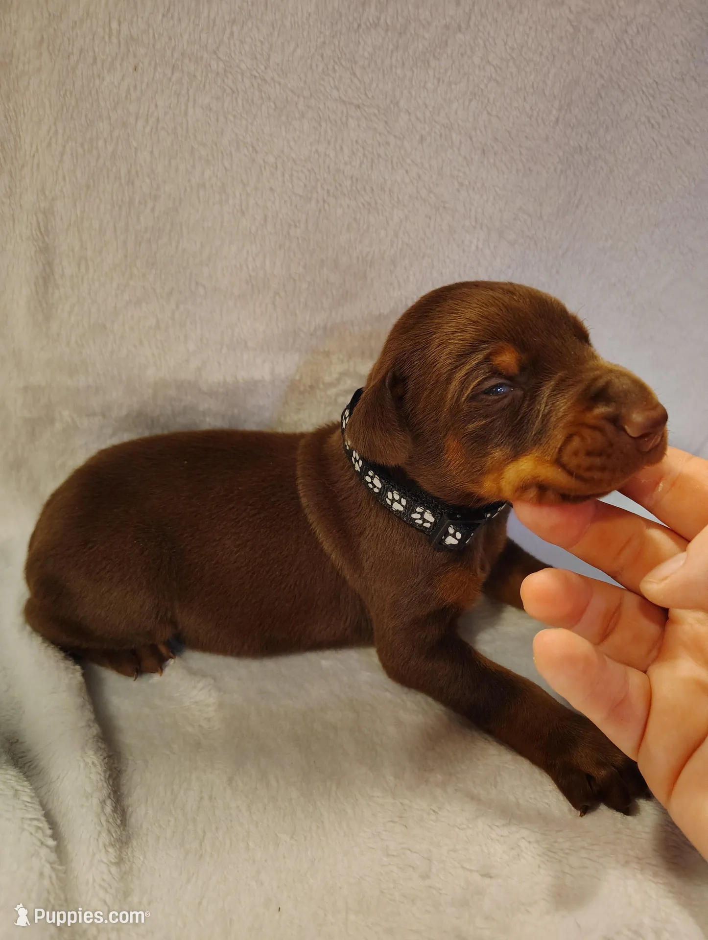 Red male 1 – Doberman Pinscher puppy for sale in Villanow, GA