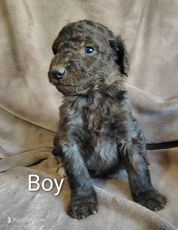 Male 3 – Poodle - Standard  puppy for sale in Villanow, GA