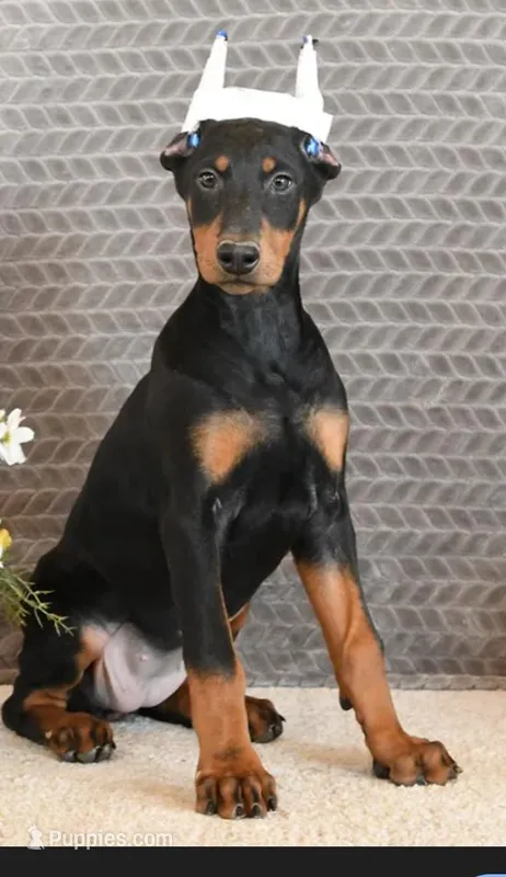 Lilly girl ready – Doberman Pinscher puppy for sale in Villanow, GA