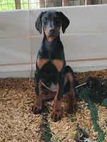 Lilly girl ready, a female Doberman Pinscher for sale in Villanow, GA – Photo 1 of 3