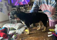 Frenchie, a female French Bulldog for sale in Villanow, GA – Photo 2 of 2