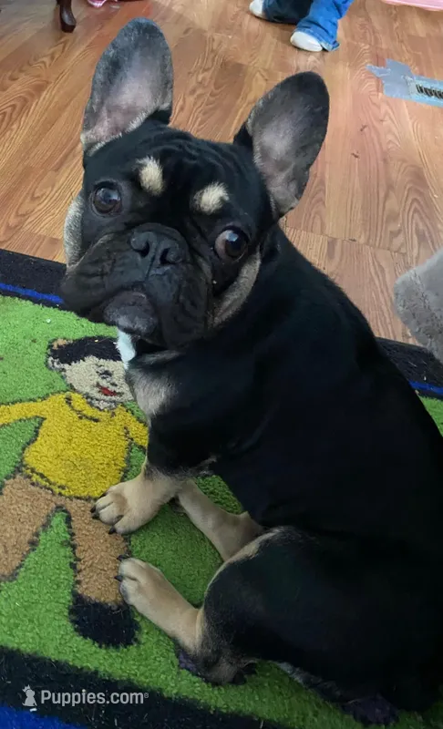 Hoppie – French Bulldog puppy for sale in Villanow, GA